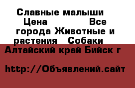 Славные малыши! › Цена ­ 10 000 - Все города Животные и растения » Собаки   . Алтайский край,Бийск г.